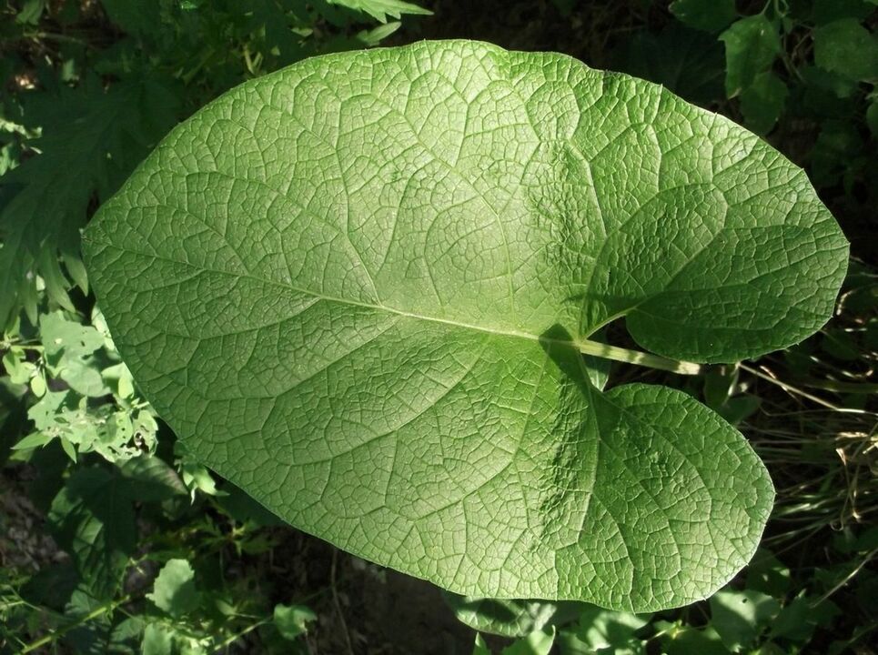 belauneko artrosia tratatzeko burdock